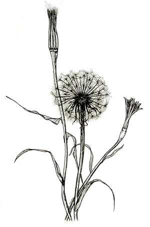 Image Missing: Botanical Illustration I - Pencil Techniques