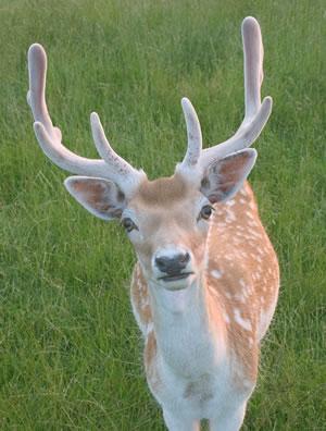 Image Missing: Deer