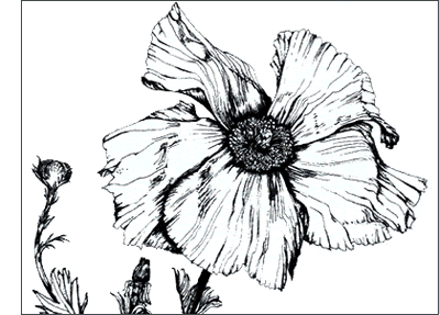 Image Missing: Botanical Illustration II - Pen & Ink