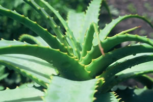 Image Missing: Aloe vera