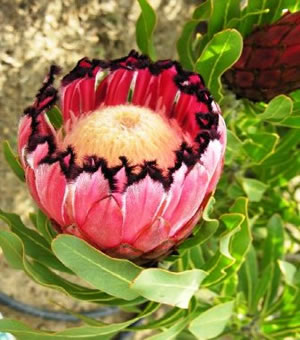 Image Missing: Growing Proteas in Bay Area Gardens