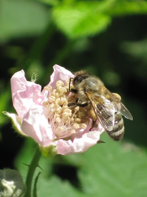 Image Missing: An Introduction to Honey Bees