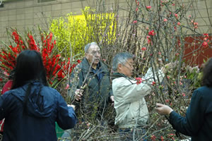 Image Missing: Lunar New Year Flower Market