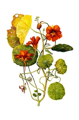 Image Missing: Botanical Illustration V