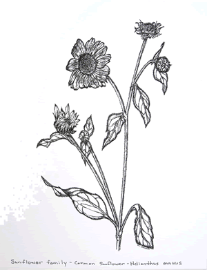 Image Missing: Botanical Illustration II: Pen & Ink B