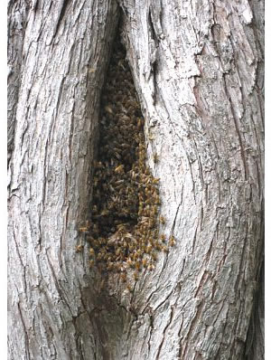 Image Missing: bees at SFBG