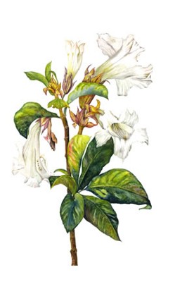 Image Missing: Botanical Illustration III