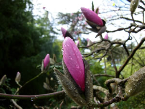 Image Missing: Magnolia campbellii 'Darjeeling' by David Kruse Pickler