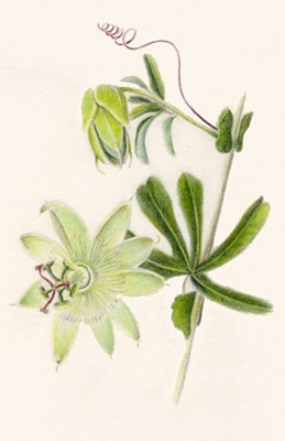 Image Missing: Passiflora by Nina Antze