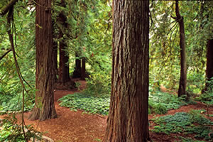Image Missing: The Redwood Grove. Photo by Saxon Holt